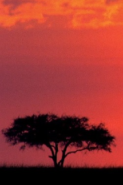 afrobild